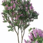Lilac, Syringa vulgaris # 3 Tree