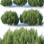 Pinus mugo # 1 H50-100 cm