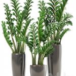 Collection of plants 192. Zamioculcas, flower, pot, bush, flowerpot, interior, decorative