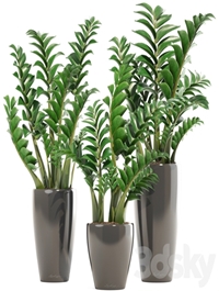 Collection of plants 192. Zamioculcas, flower, pot, bush, flowerpot, interior, decorative