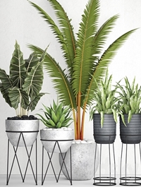 The collection of plants in pots 17. coconut palm, alocasia, concrete pot, stand, flower, asplenium, agave