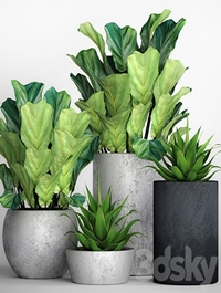 The collection of plants in pots 18. ficus lyre, flower, pot, flowerpot, concrete, bush, agave, interior, decorative, lyrata