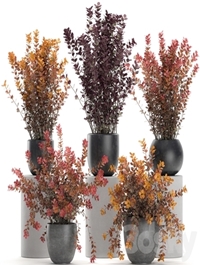 Plant collection 698. Barberry, bushes, garden, landscaping, outdoor flowerpot, autumn, dried flower, natural decor