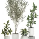 Plant collection 676. Olive, ornamental tree, white pot, ficus, croton, Scandinavian style, indoor, decorative, small, plants, bromeliad, tree