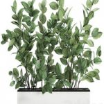 Plant Ficus elastica 675. Thickets, ornamental tree, white pot, flowerpot, Scandinavian style, bushes