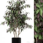 Plants collection 163