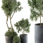 Outdoor Plants Tree in pot – Set 90