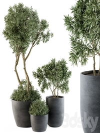 Outdoor Plants Tree in pot - Set 90