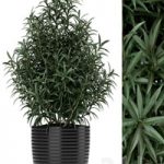Plants collection 168