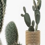 Plants collection 038 – Opuntia microdasys 03