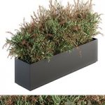 Outdoor Plant Set 166 – Plant Box Bush