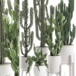 Plant Collection cactus 571. Prickly Pear, Cereus, Carnegia, Euphorbia, Potted Cacti, Flowerpot, Nordic Style, Desert Plants, Prickly pear