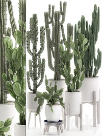 Plant Collection cactus 571. Prickly Pear, Cereus, Carnegia, Euphorbia, Potted Cacti, Flowerpot, Nordic Style, Desert Plants, Prickly pear