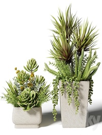 Bouquets of succulents in square pots