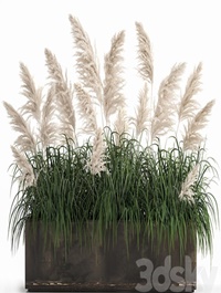Plant collection 1033. White pampas grass, flowerpot, landscaping, rust, metal