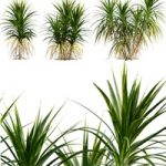 Pandanus amaryllifolius | Pandan leaves | Edible pandan 02