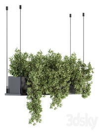 indoor Plant Set 217 - Hanging Plant Box