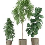 Plants collection 343