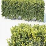 Buxus Sempervirens 6 Modular Hedge