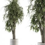 indoor Plant Set 266 – Ficus Benjamin Plant in pot