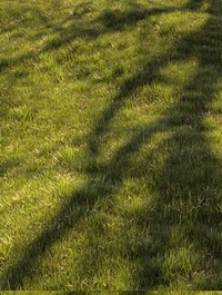 Grass Landscape