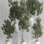 Plants collection 735