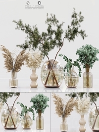 Collection Indoor Plants 01