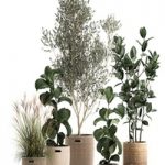 Plant collection 972. Olive, basket, rattan, tree, reed, flowerpot, eco design, Scandinavian style