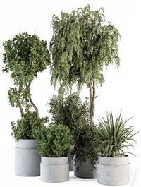 indoor Plant Set 341- Tree and Plant Set in Gray pot