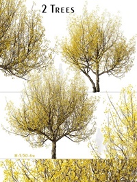 Set of Flowering Cornus mas Trees