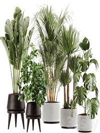 indoor plant Set 13