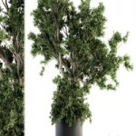 Outdoor Plants tree in Concrete Pot – Set 130
