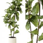 Ateliervierkant – Pot CL40 and Ficus Lyrata plant