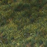 June grass
