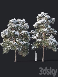 Pinus sylvestris # 7 H7-8,5m Two tree set