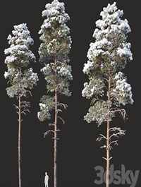 Pinus sylvestris Nr14 H16, 18m. Two winter trees