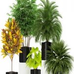 Plants collection 183