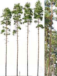 Pinus sylvestris # 12 H24-27m Four tree set