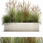 Plant collection 1074. pampas grass, reeds, flowerbed, landscaping, bushes