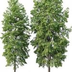 Tilia europaea # 4 H12-14m Two tree set