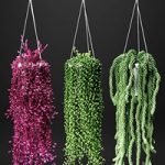 Set of hanging plants in hanging flower pots