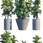 Plant in pots # 19: Ficus Lyrata | 3m