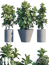 Plant in pots # 19: Ficus Lyrata | 3m