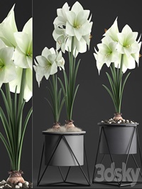 Collection of plants 310. Hippeastrum. Hippeastrum, potted flowers, indoor flowers, flowerpot, flower, pot, Scandinavian style, eco design, White flowers