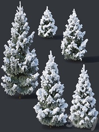 Spruce # 2 - Winter Six sizes H1-3m
