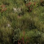 Nature Meadow – Grass Set 17