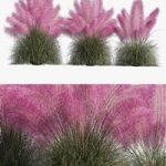 Muhlenbergia Capillaris – Pink Muhly Grass