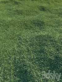 Lawn, grass
