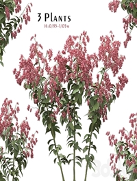 Set of Polygonum Orientale Plant ( Princes Feather ) ( 3 Plants )