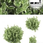 Fortescu bushes | Euonymus Fortunei Emerald Gaiety